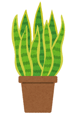 plant_sansevieria.png