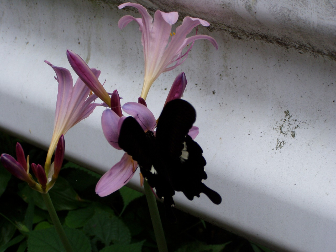 P1010029.JPG