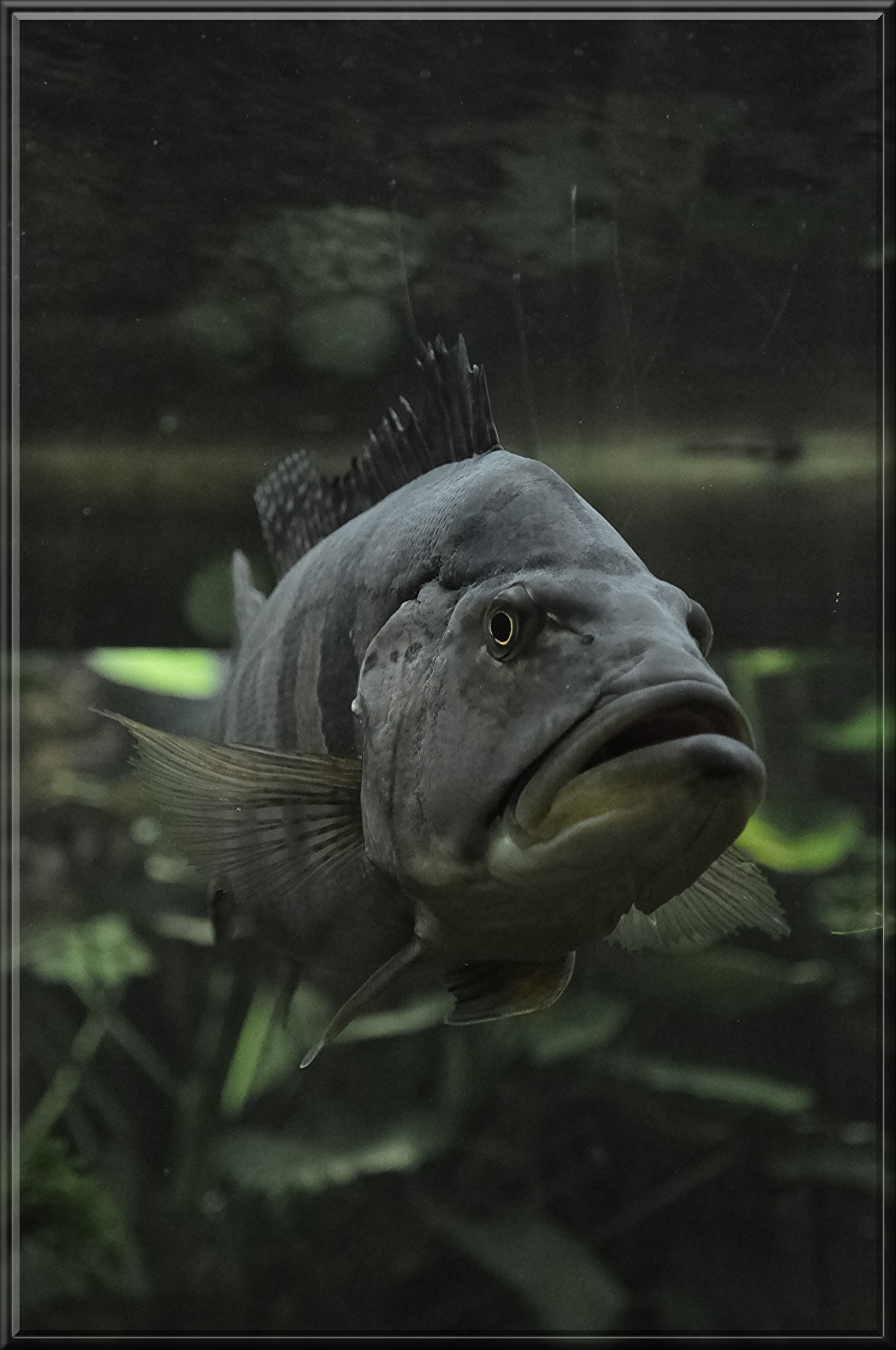 fish-78577.jpg