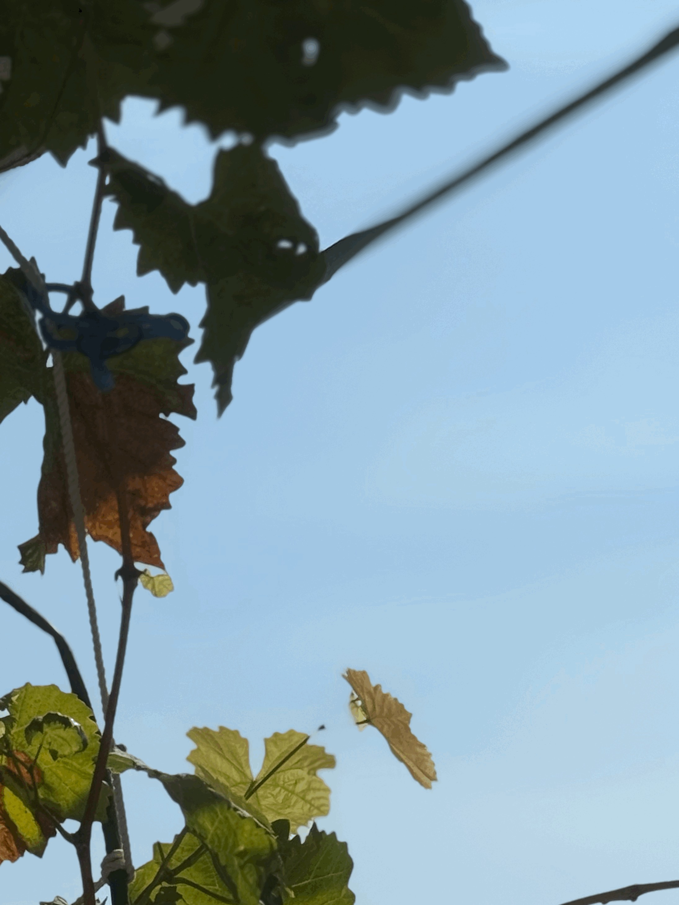 tempImageCP5o4V.gif