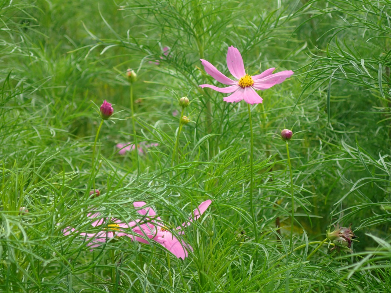 P7200392.JPG