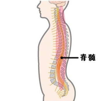 脊髄.jpg