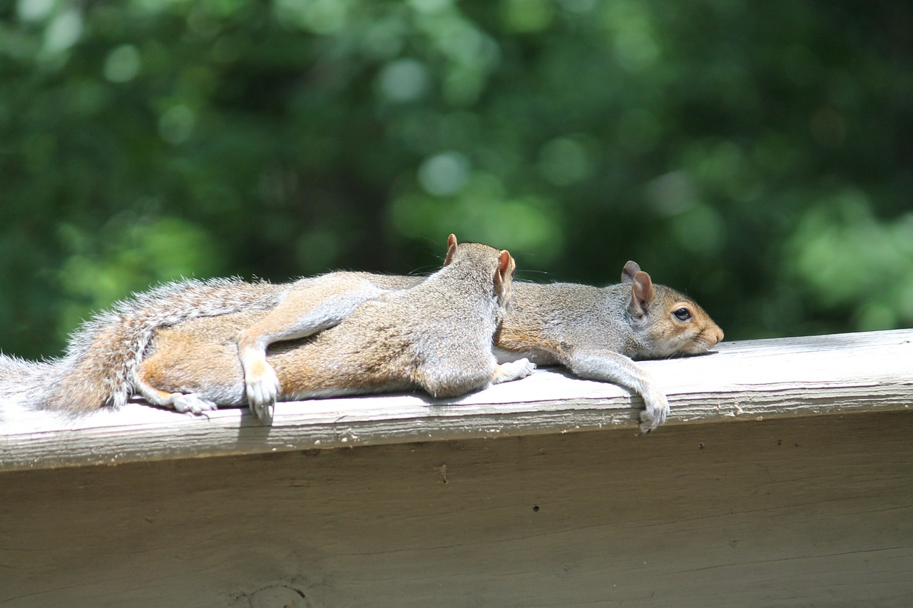squirrels-834483_1280.jpg
