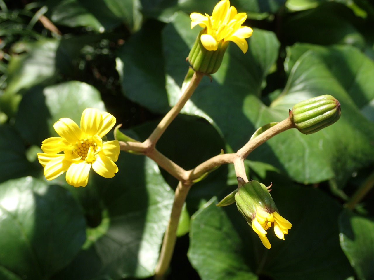 PB160620.JPG