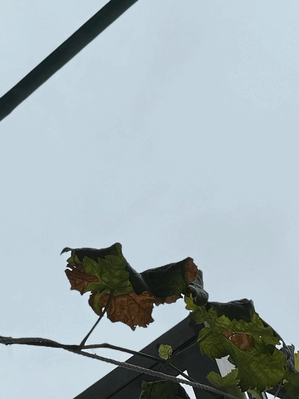 tempImageAzgTFc.gif