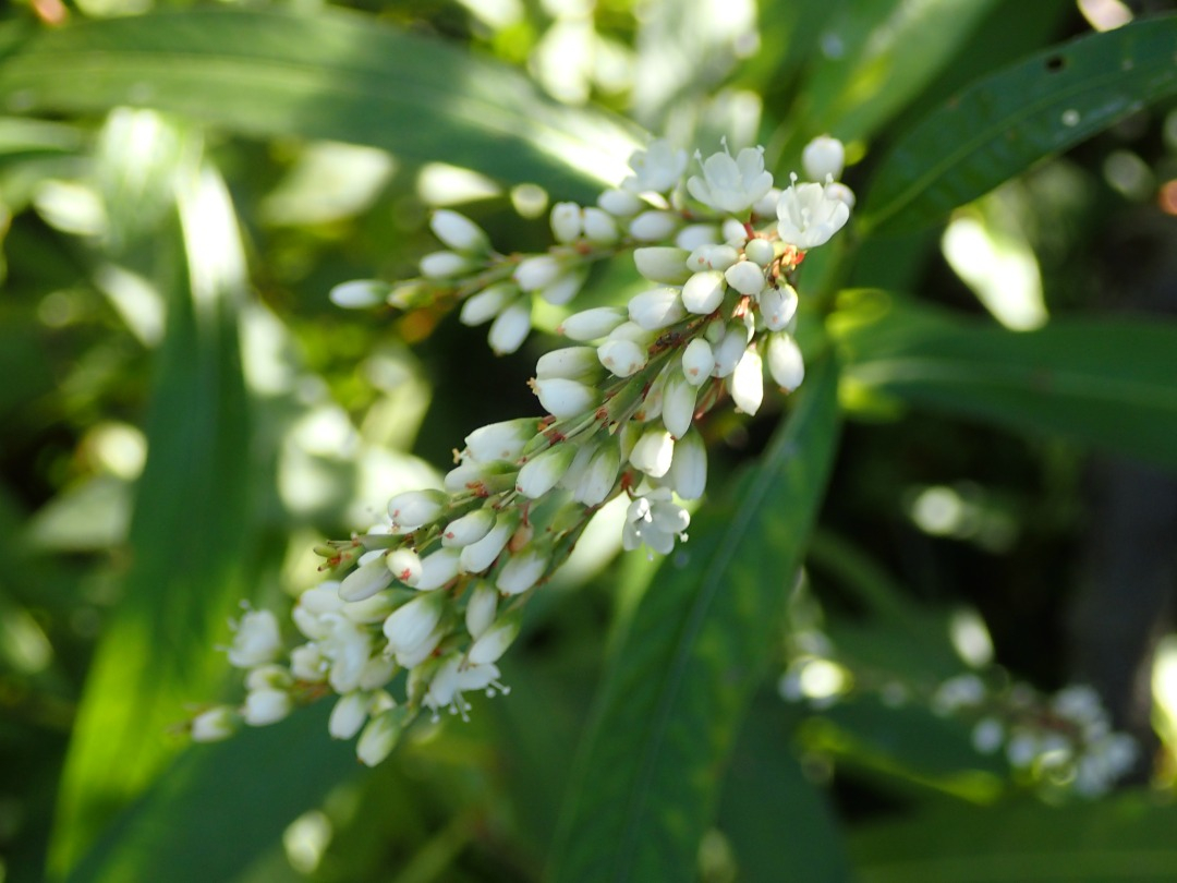 PA100317.JPG