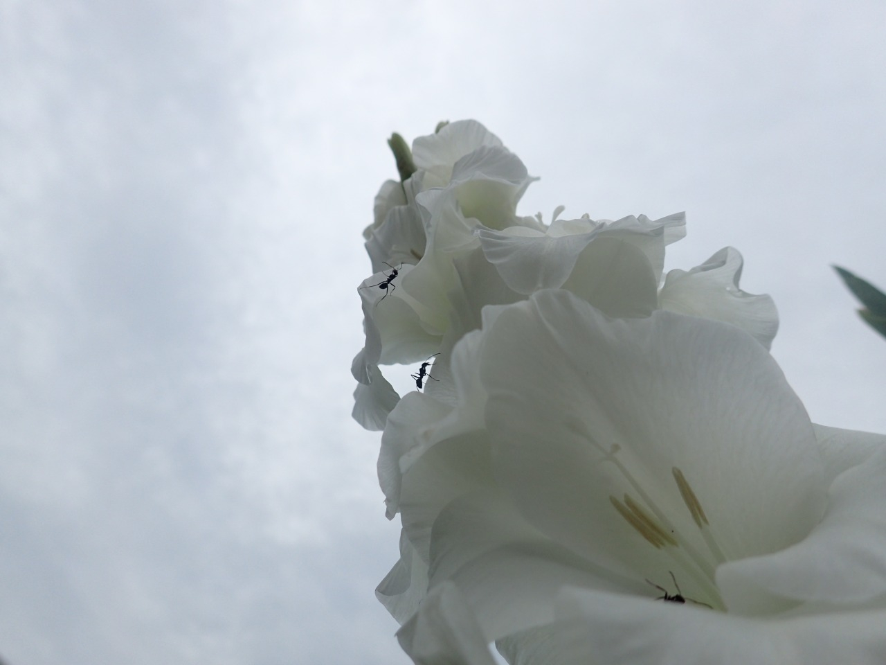 P7050060.JPG