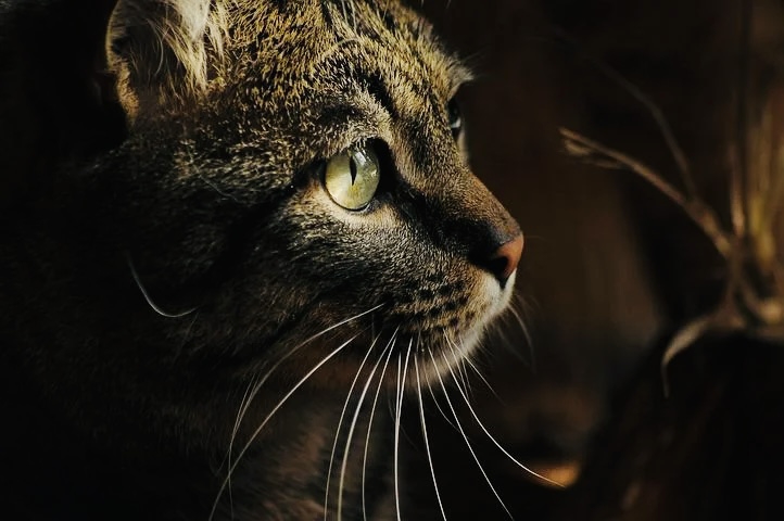 猫８.png