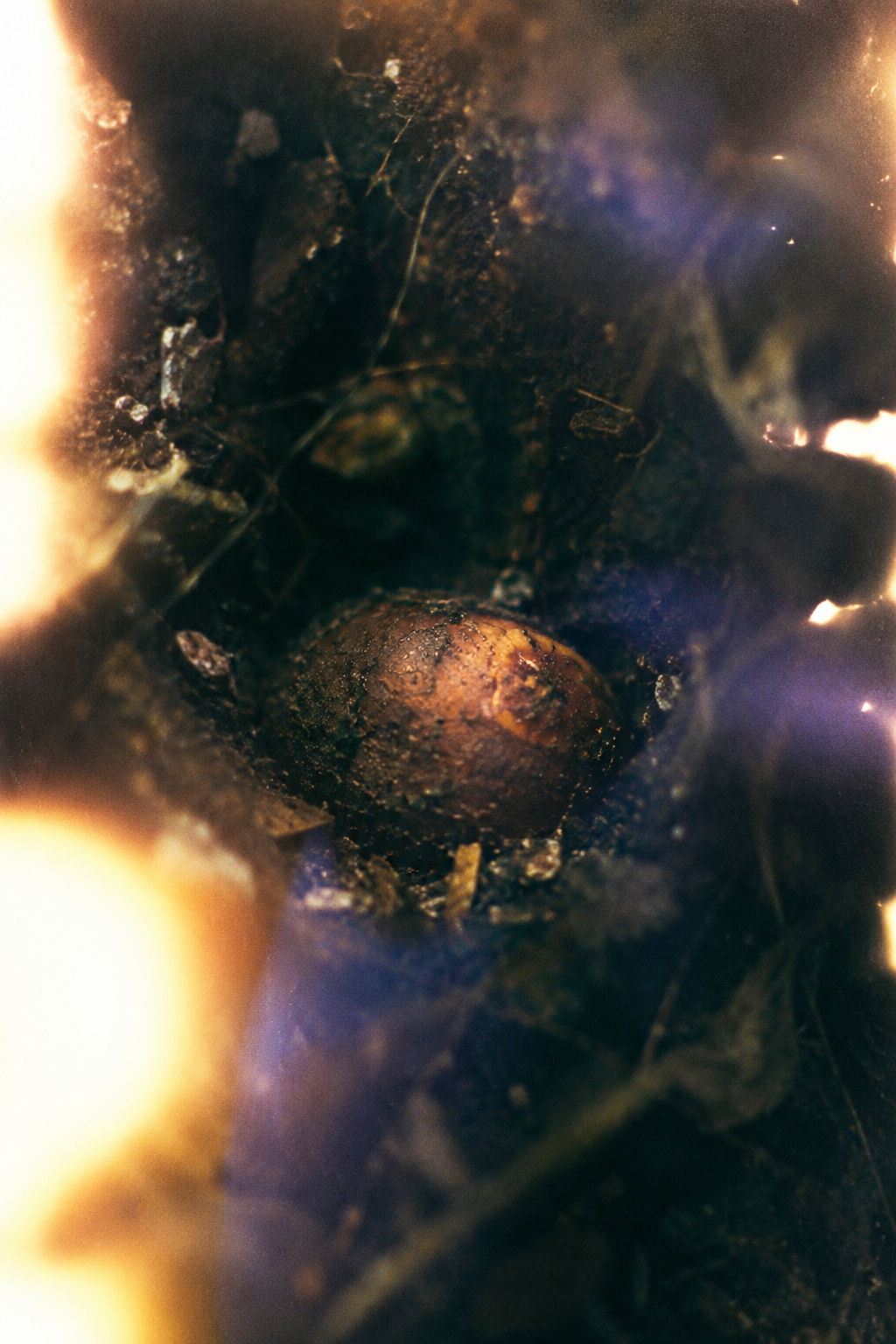 霊視実例_種を育む意志.png