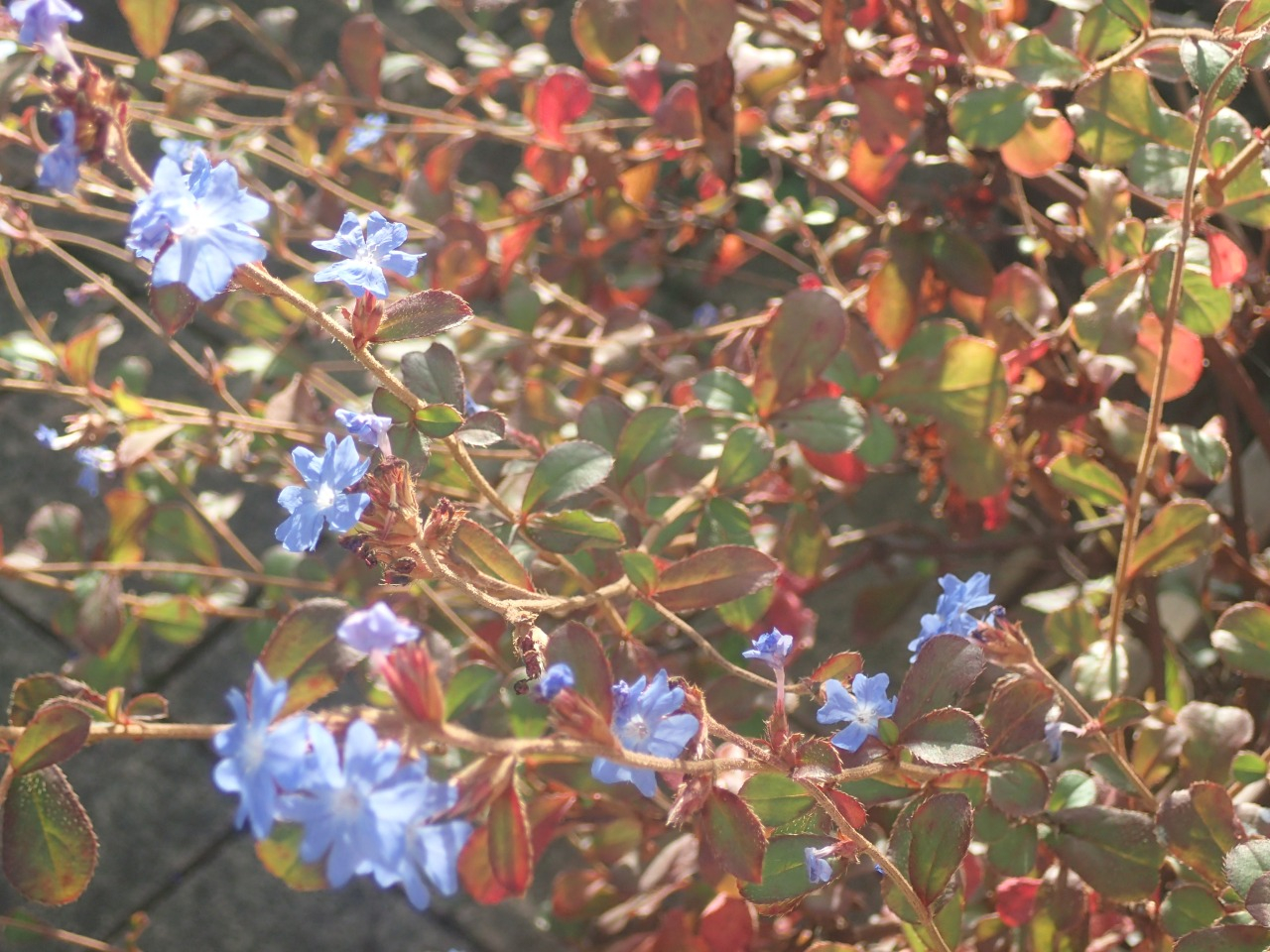 PB171045.JPG