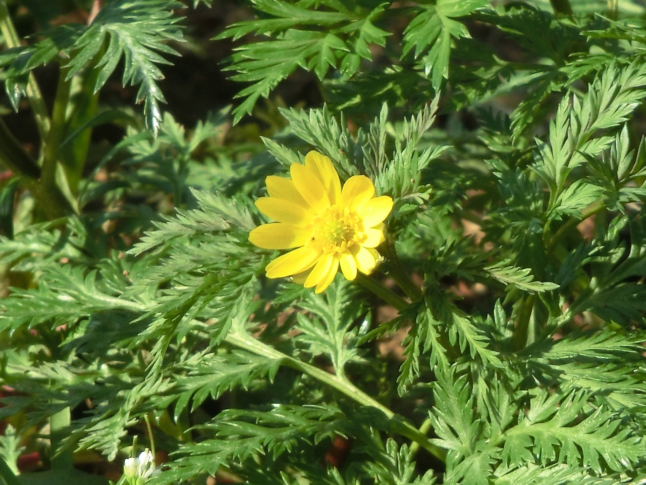 CIMG4790.JPG