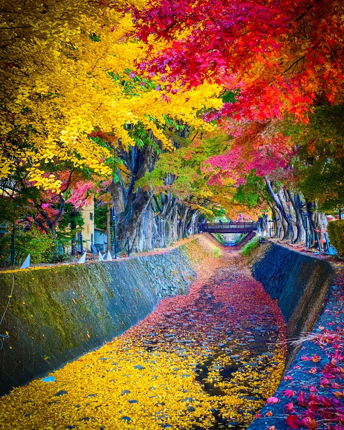 S__241270788.jpg
