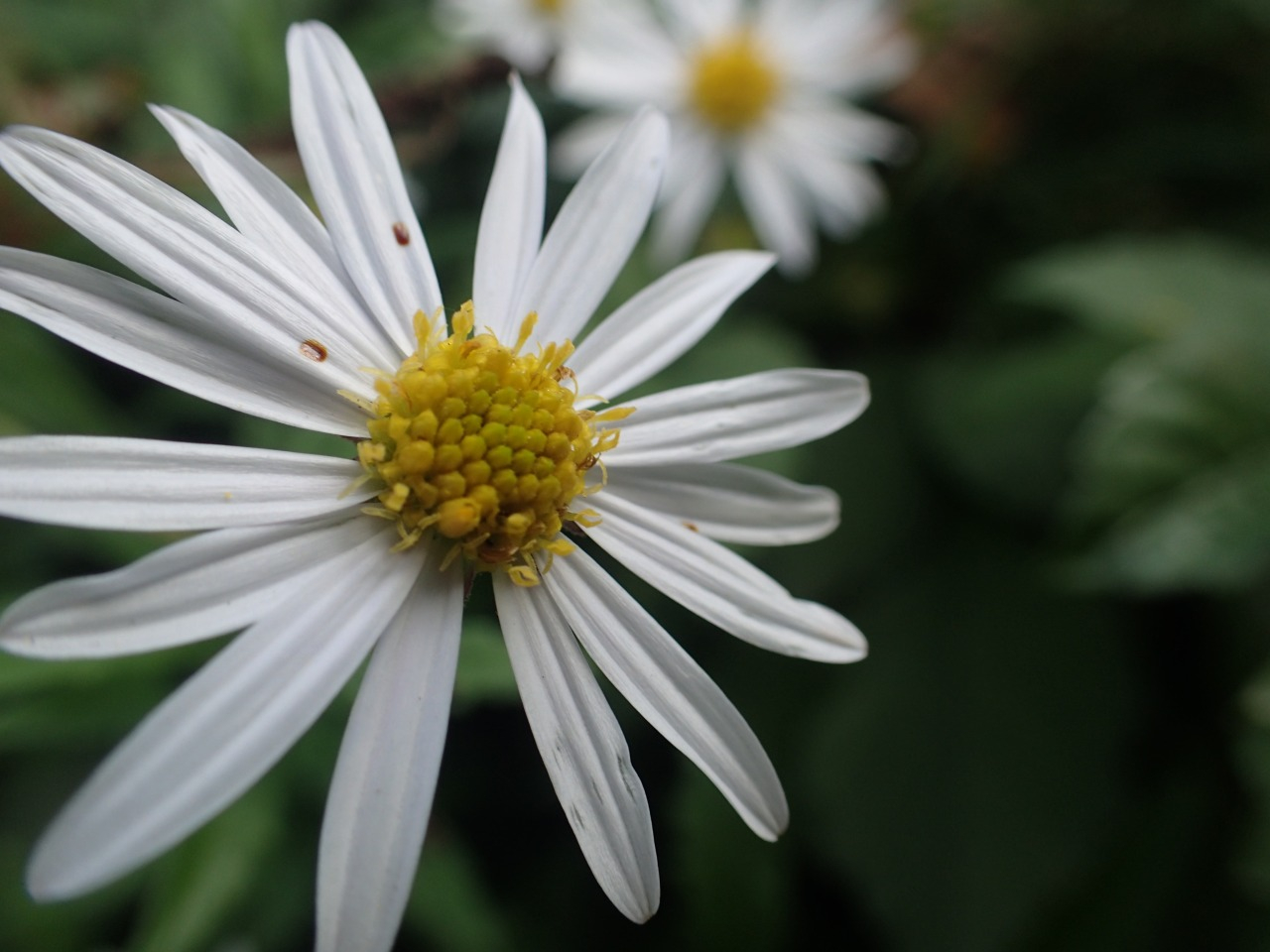 PA210333.JPG