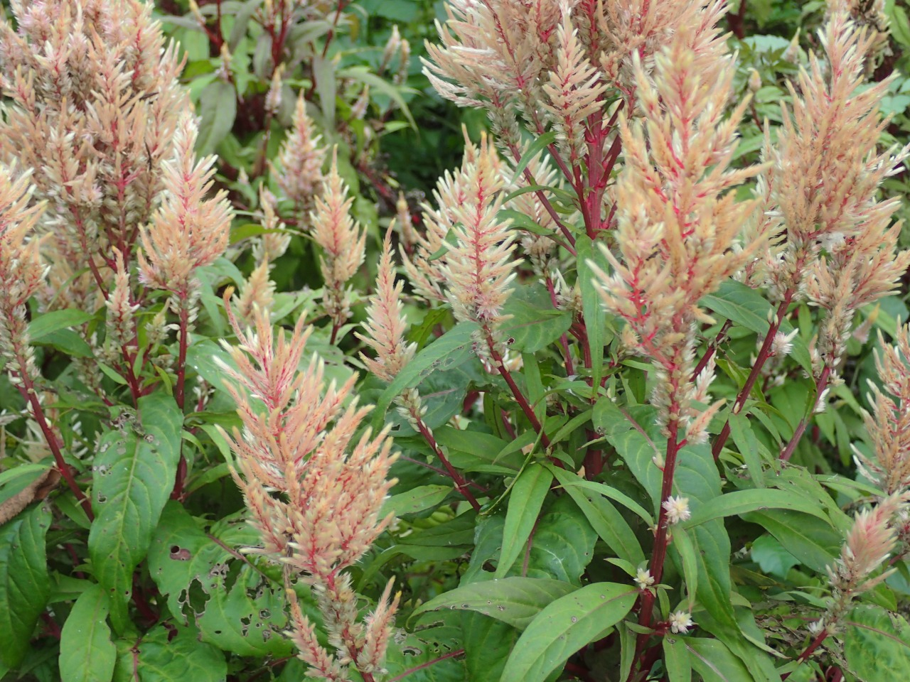 PA120385.JPG