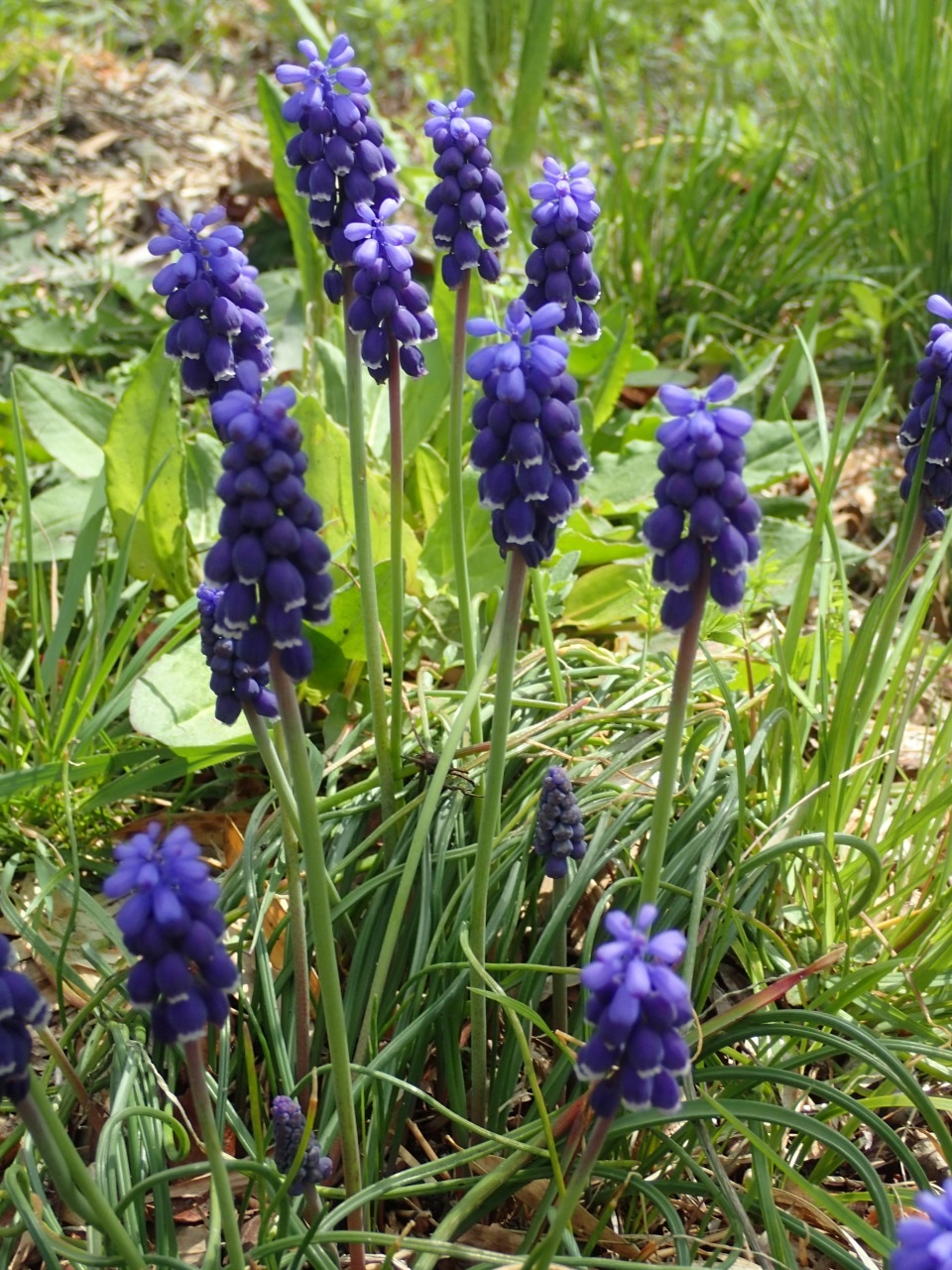 P3300555.JPG
