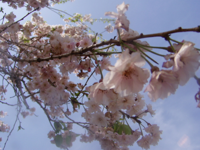 P1010240.JPG