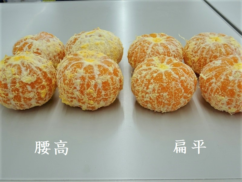 高品質へん平.JPG