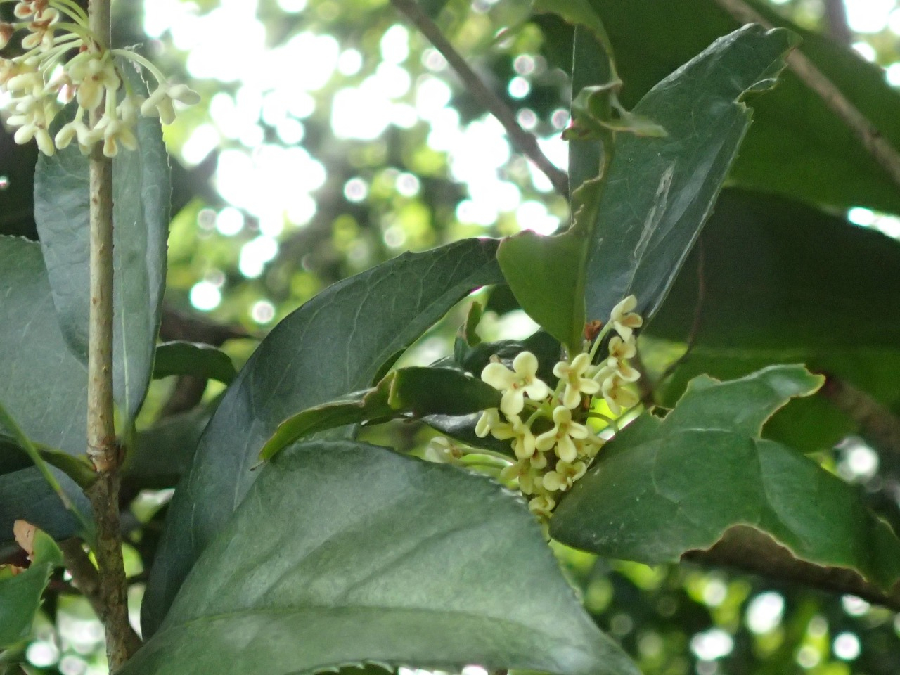 PA050185.JPG