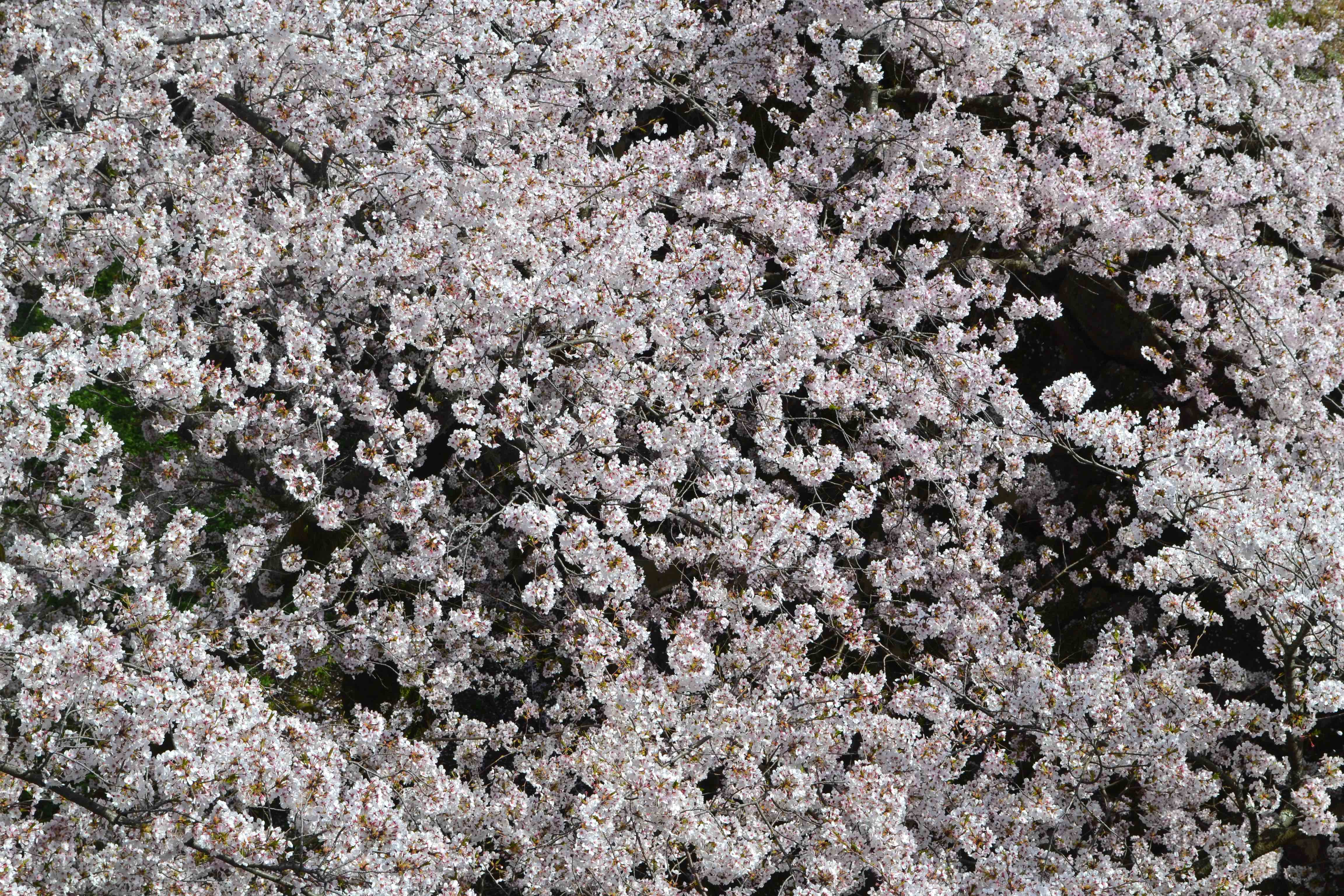 DSC_0126.JPG