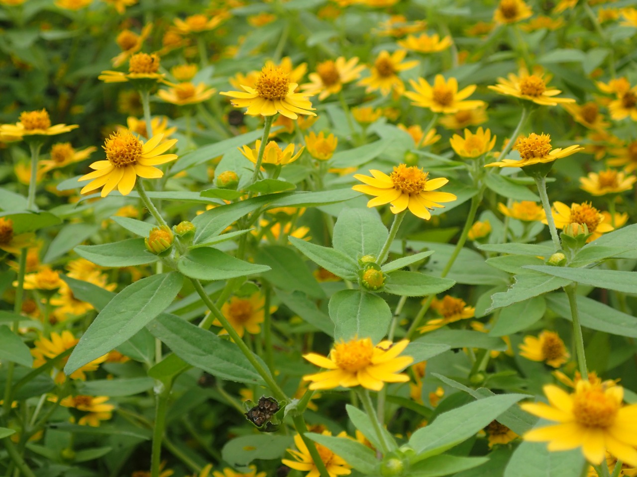 PA060115.JPG