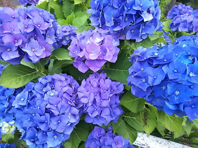 池の紫陽花5.JPG
