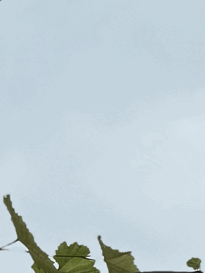 tempImageQ96Suv.gif