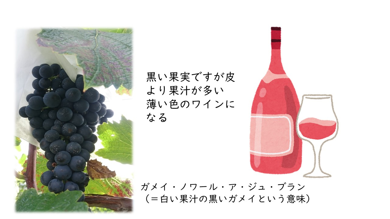 ガメイ.jpg