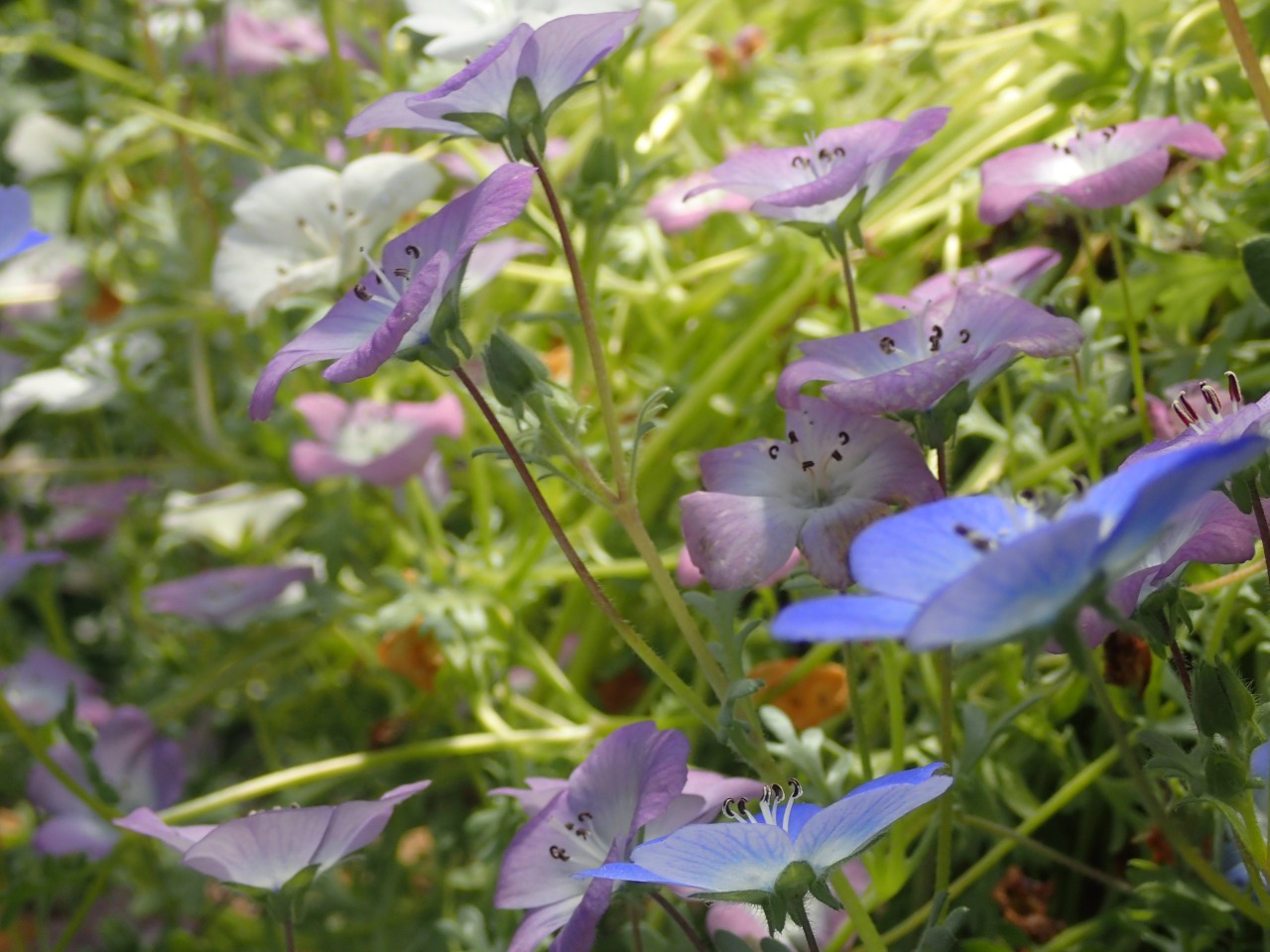 P4270010.JPG