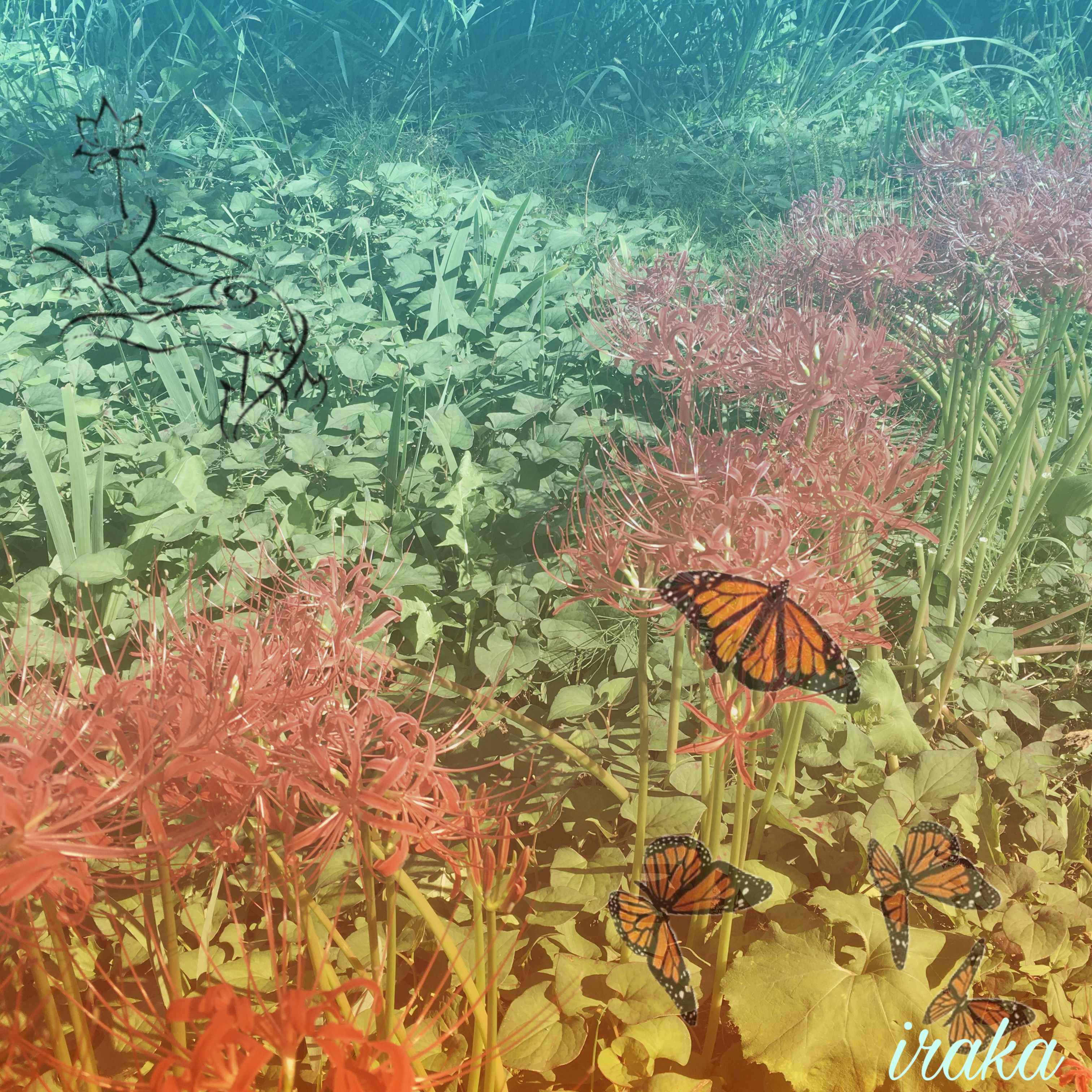 D737B196-BFC9-4512-A5D4-2D98B9F38CF4.JPEG