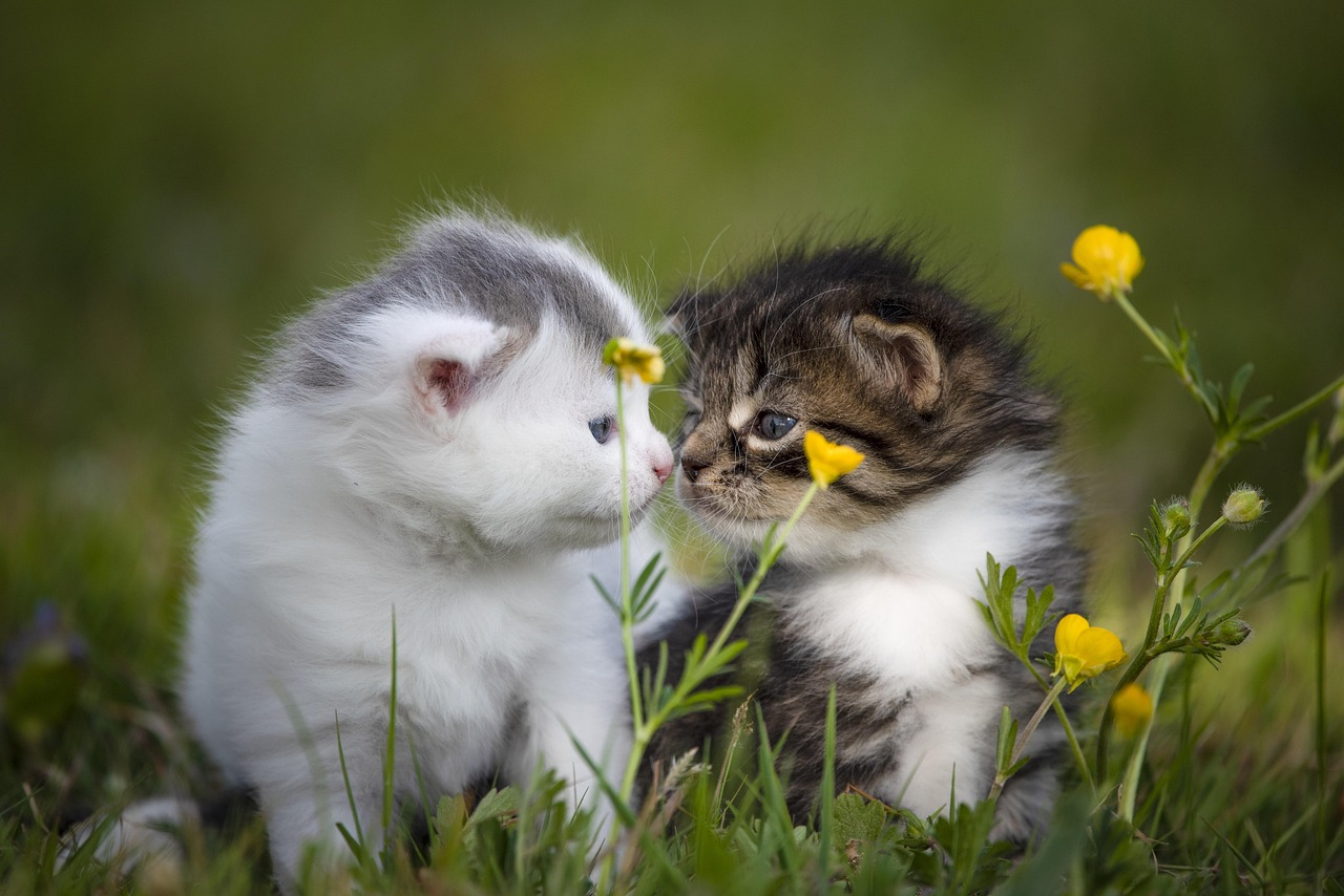 kitten-5124098_1280.jpg