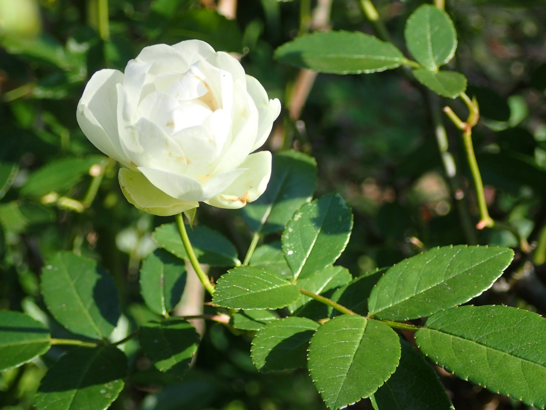 PB160118.JPG