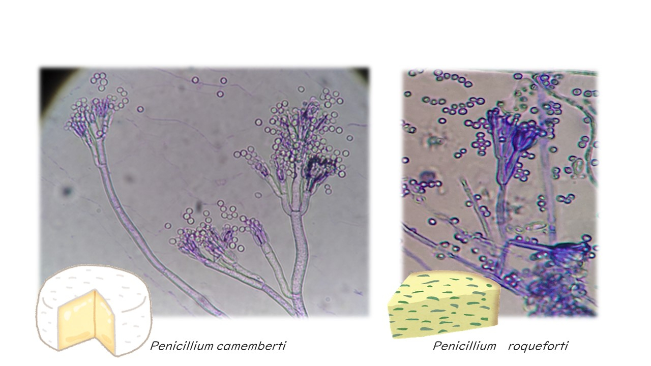 ペニシリウム属.jpg