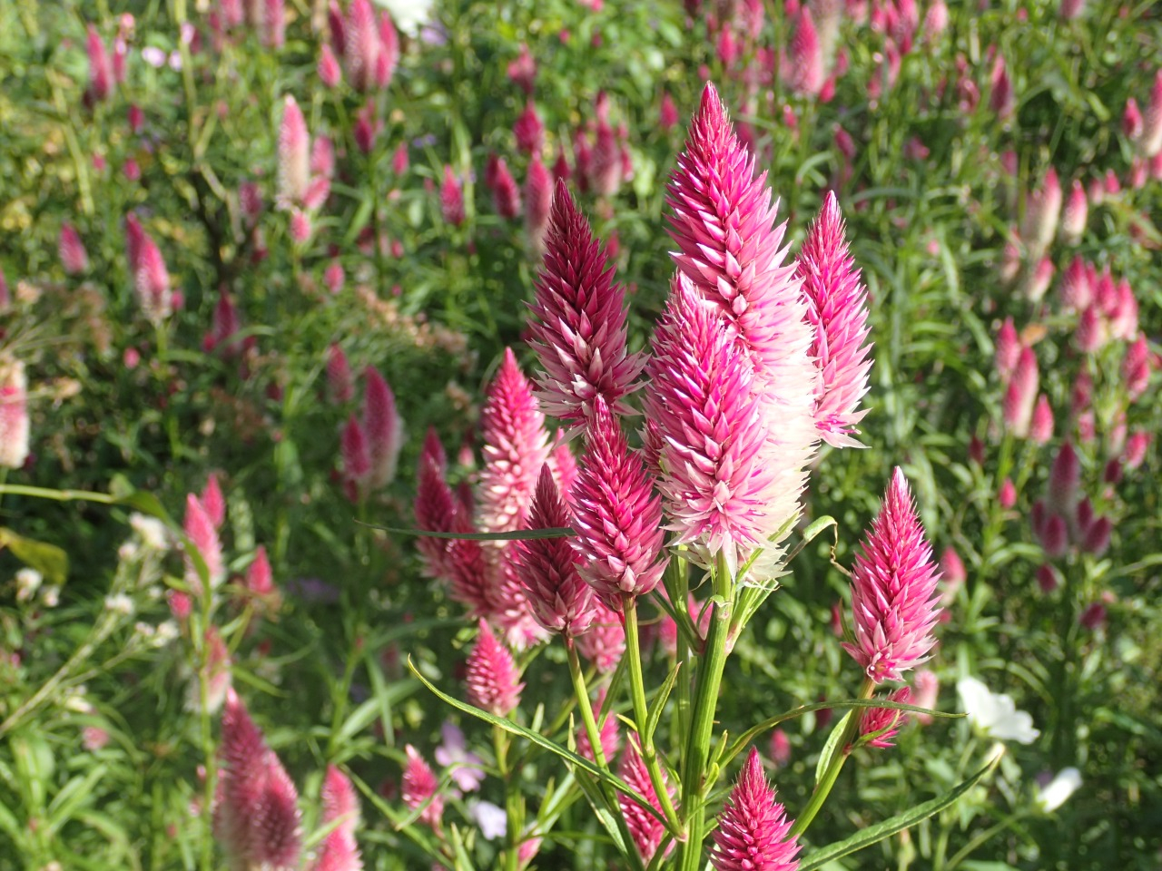 PB170062.JPG
