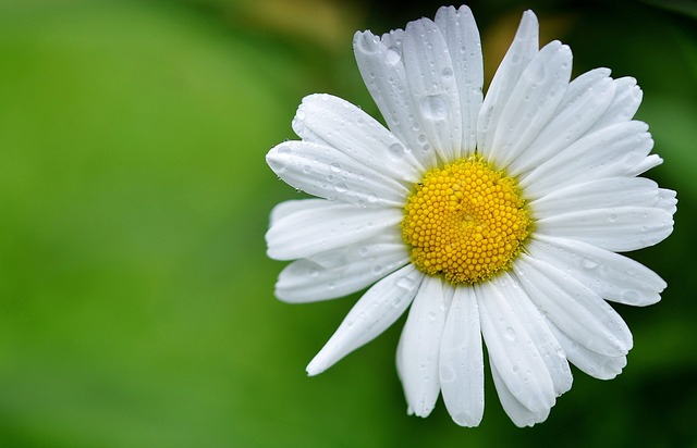 daisy-144677_640.jpg