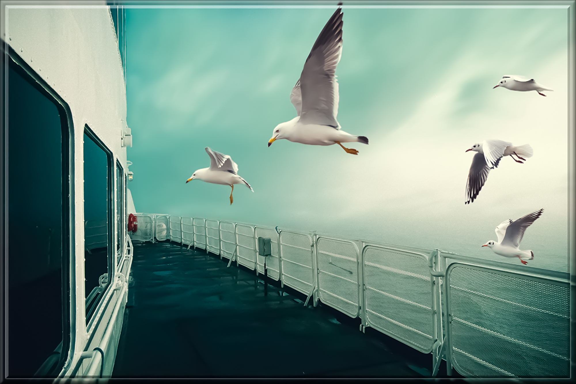 seagulls-5624343.jpg