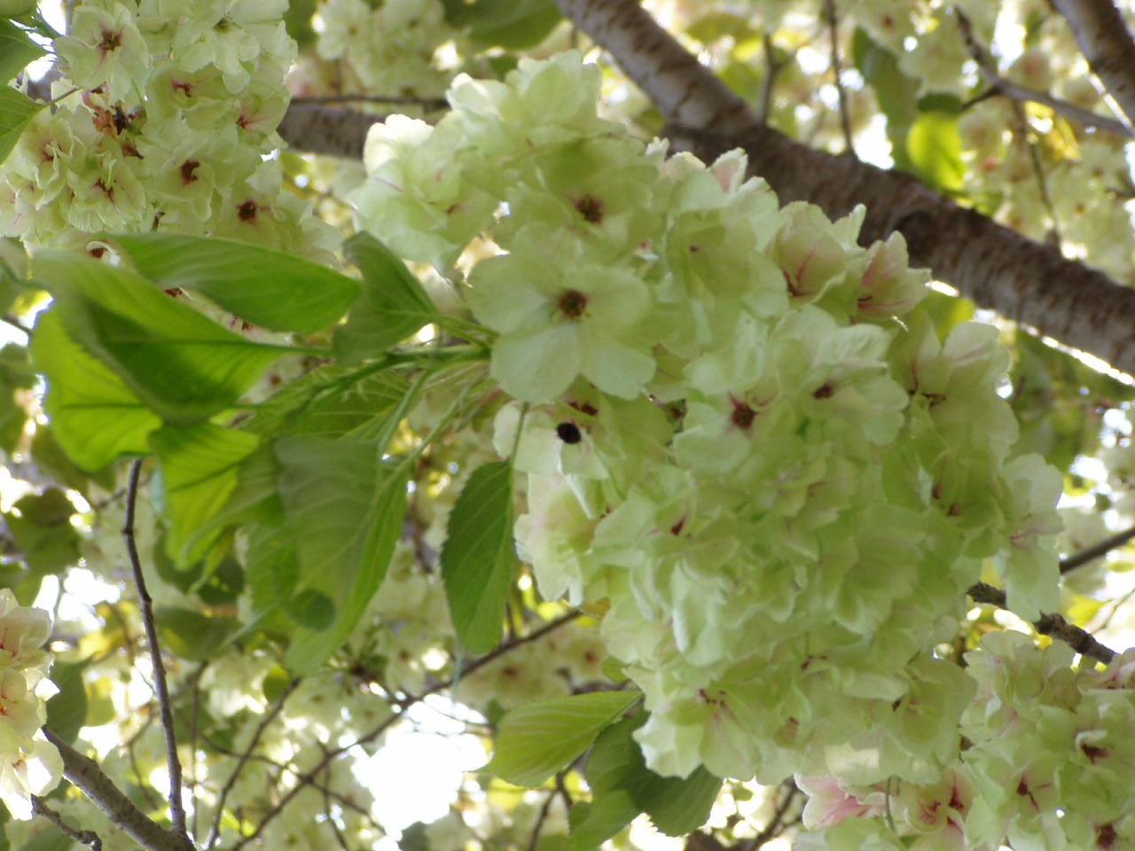 P1010019.JPG