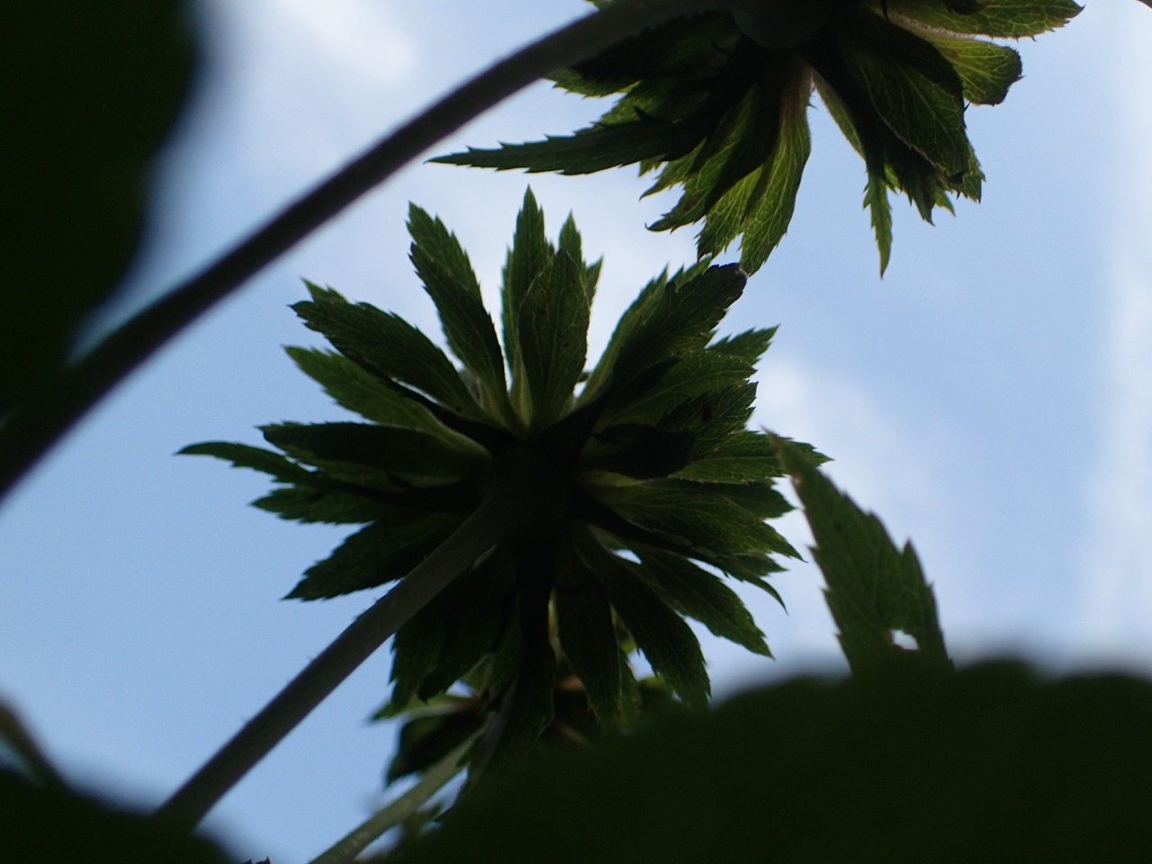 PB081116.JPG