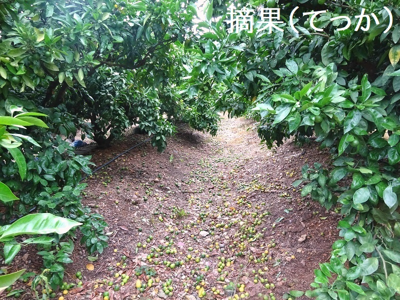 摘果の様子 - コピー.JPG