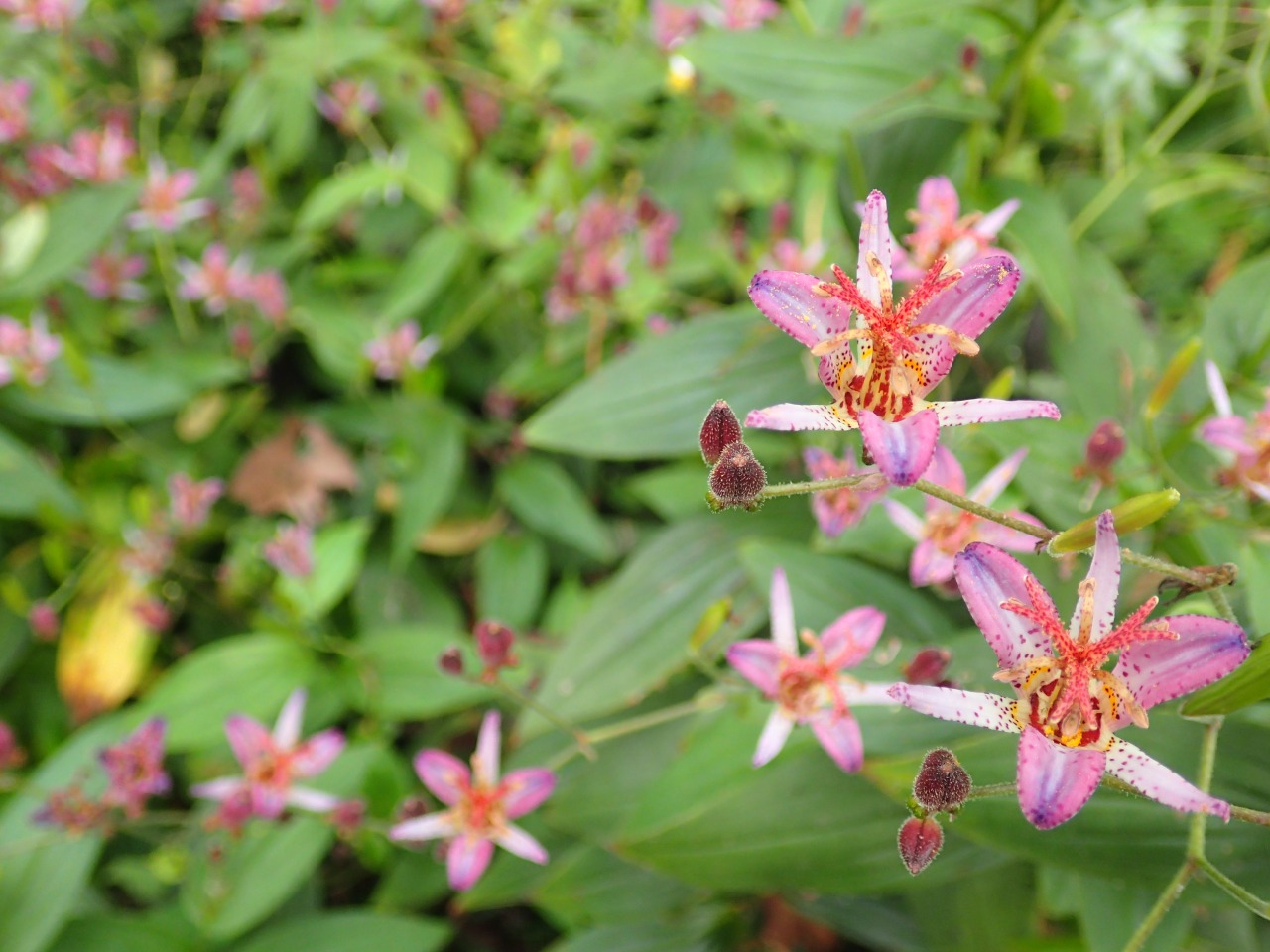 PA261287.JPG