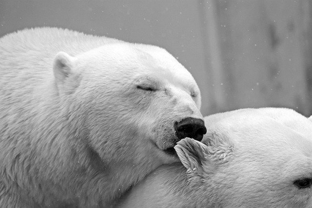 polar-bear-g3eee2902b_640.jpg