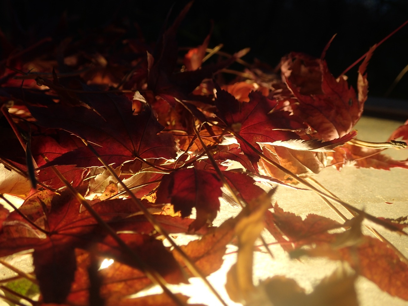 PC221059.JPG