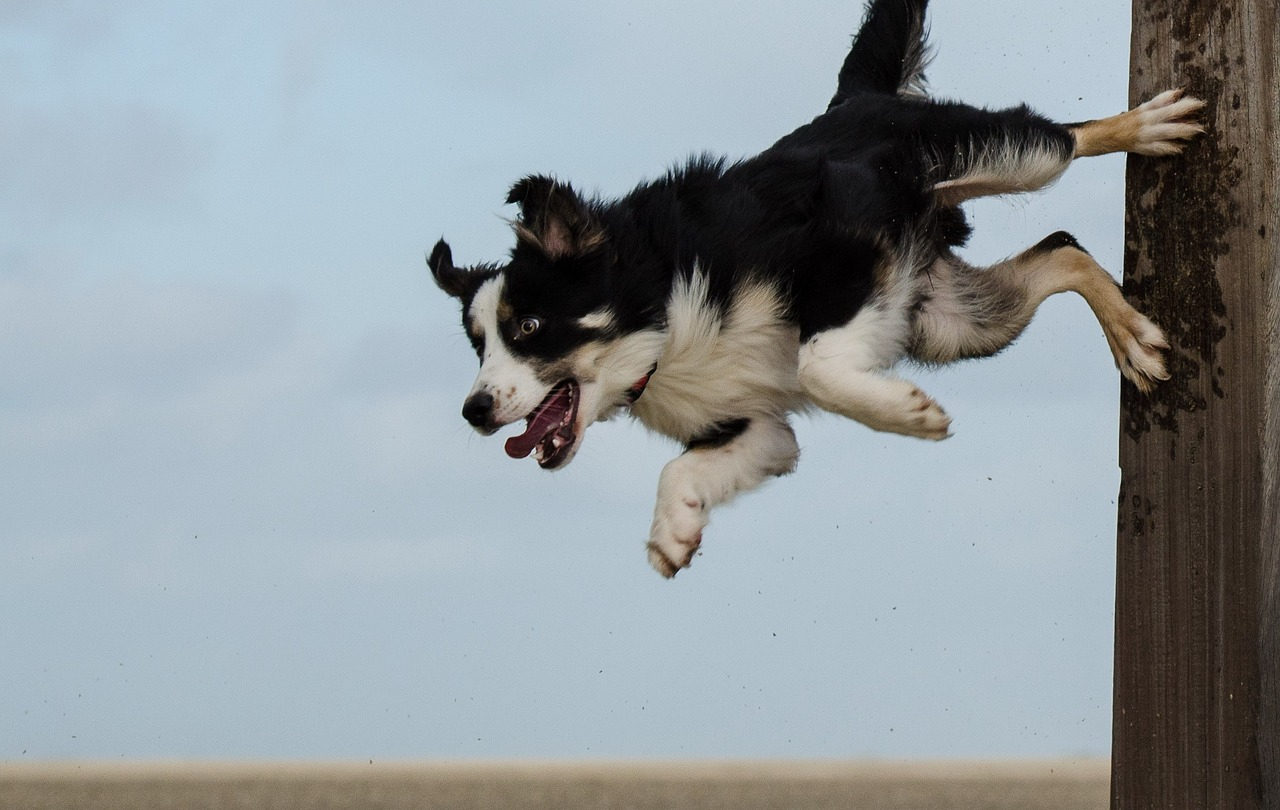 border-collie-662711_1280.jpg