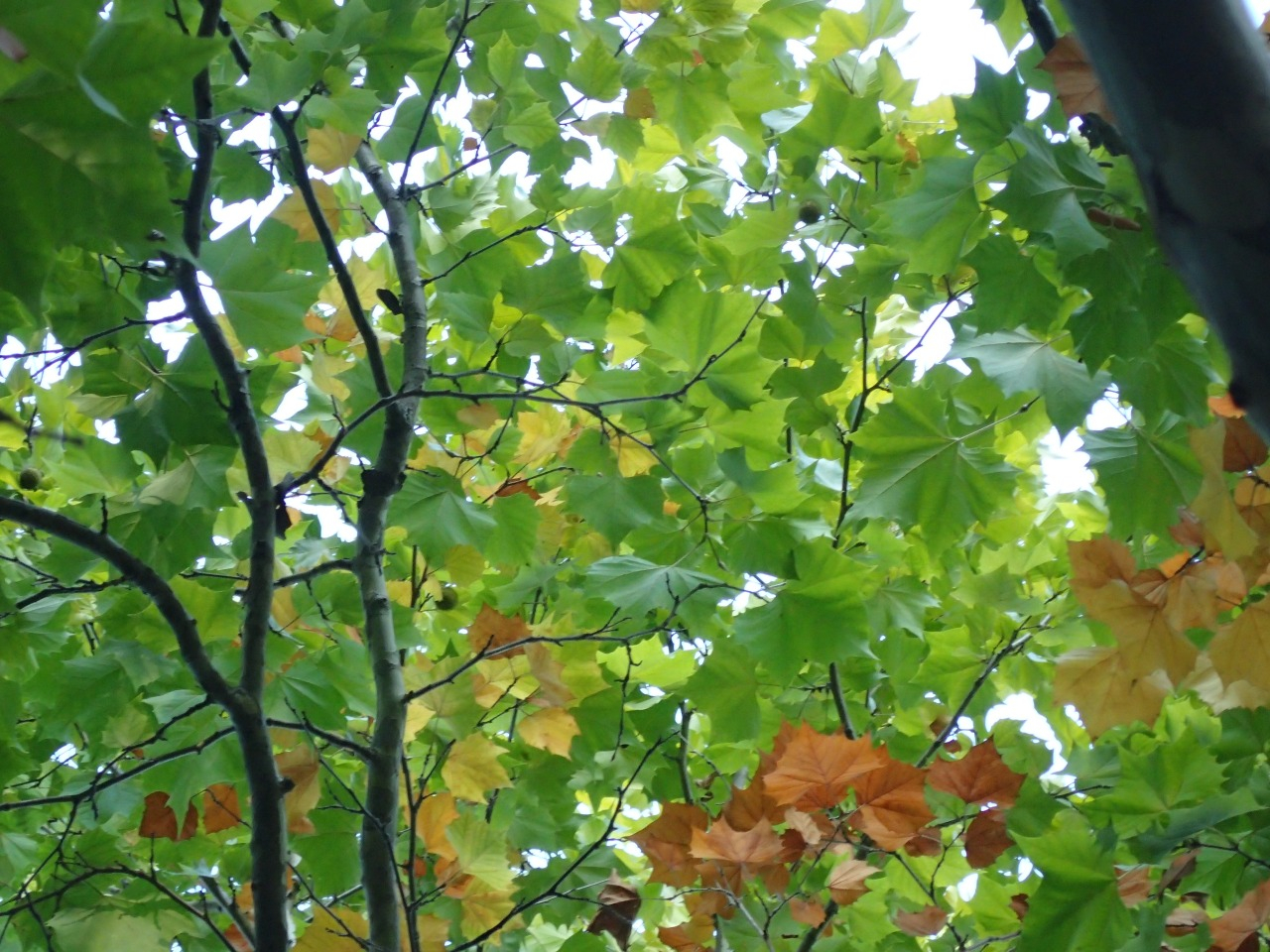 PA221053.JPG