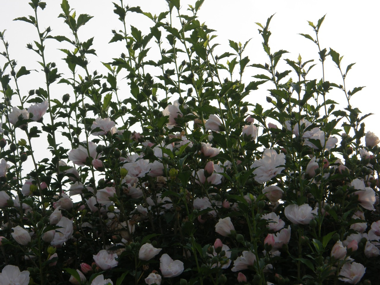 P7060061.JPG