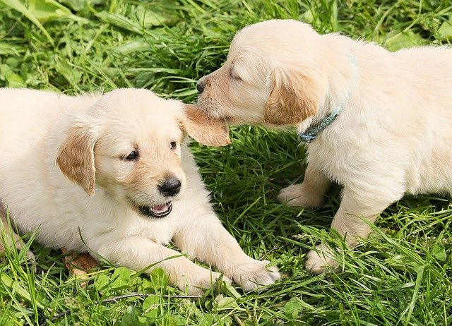 dogs.jpg