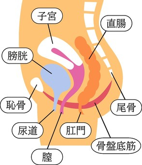 骨盤底筋群.jpeg