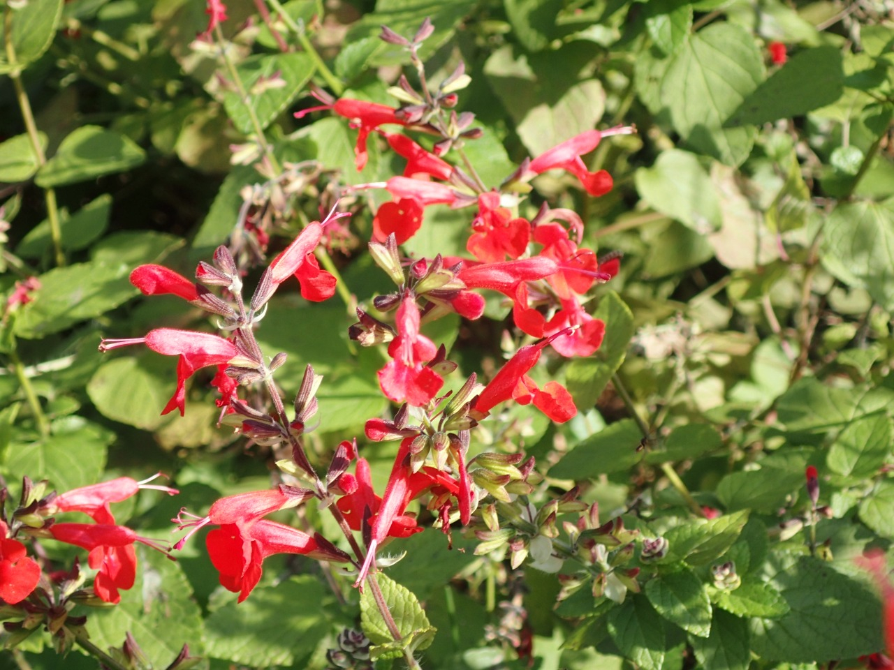 PB160826.JPG