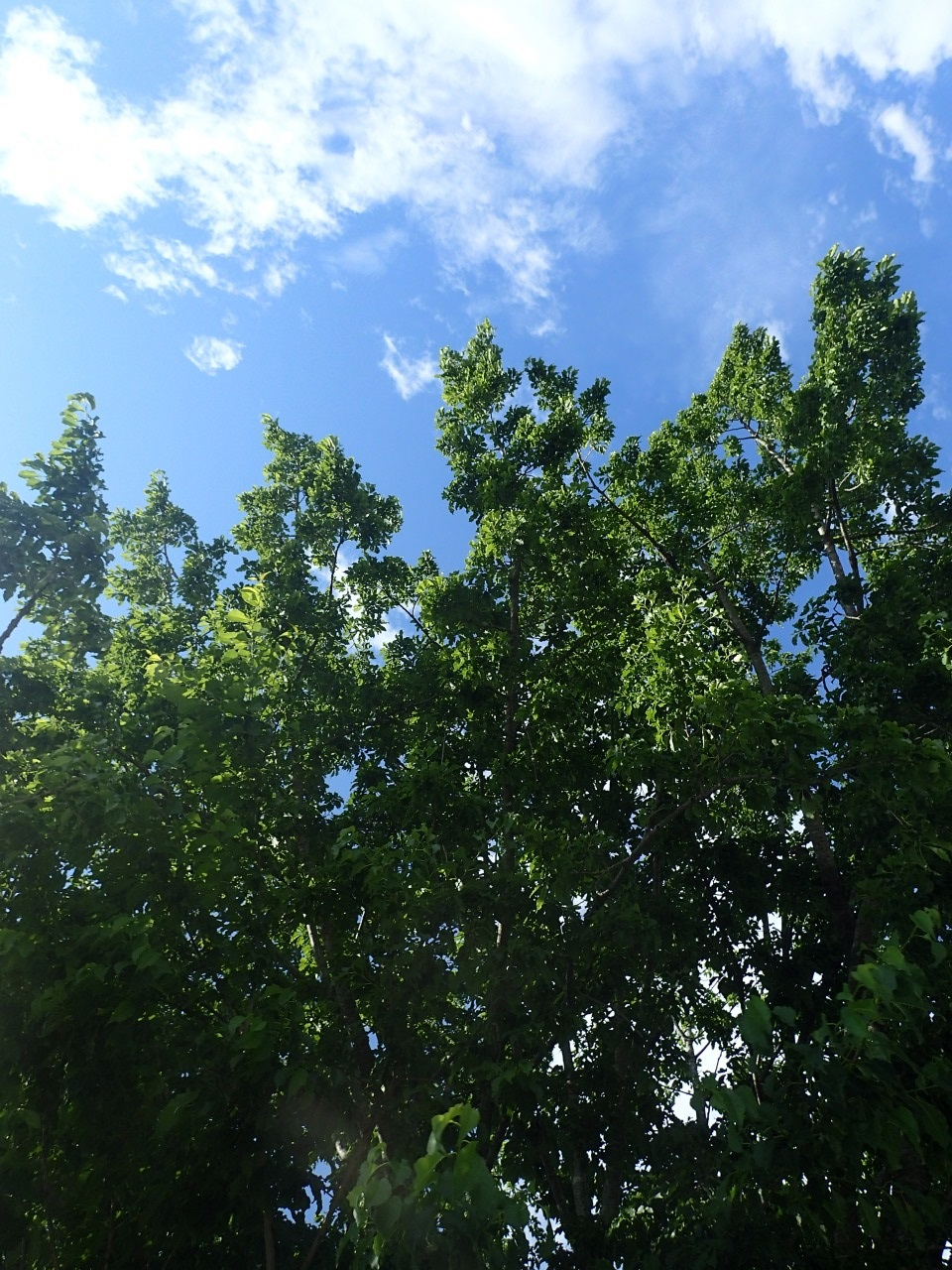 P5060713.JPG