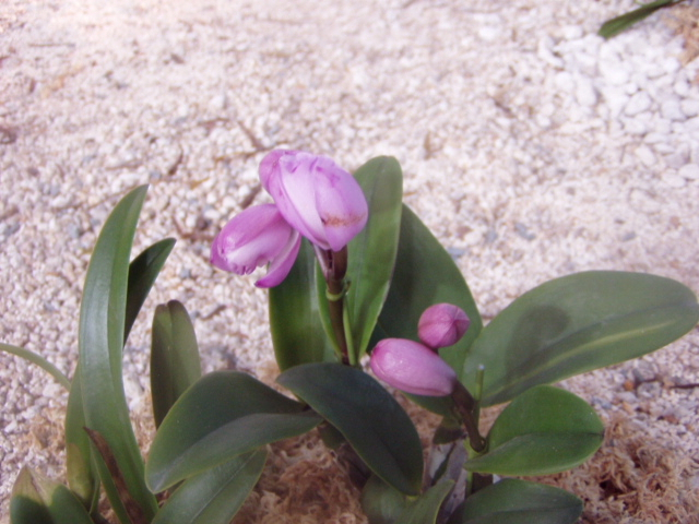 P1010065.JPG