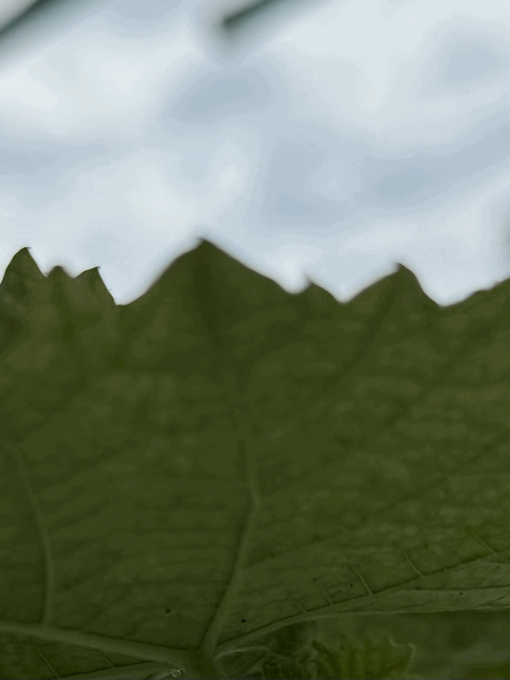 tempImageutUCqm.gif